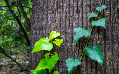 Ivy bush climbing up a big tree trunk. Close up detail on leaves and trunk texture.