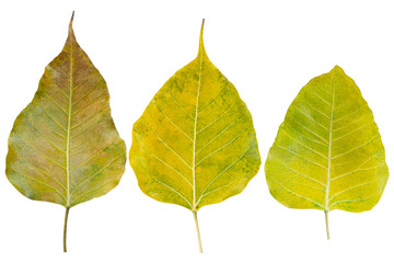 Sacred fig leaf (Bo Tree,Ficus religiosa L., Bohhi Tree , Pipal Tree) on clipping path.