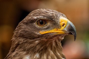 Steppenadler