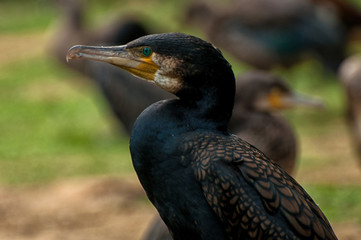 Kormoran