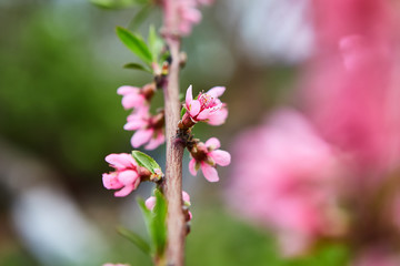 beautiful blooming apple trees orchard in spring garden