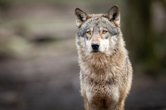 Portrait of grey wolf in the forest
