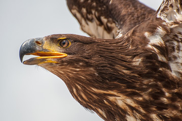 Ein Weißkopfseeadler im Flug