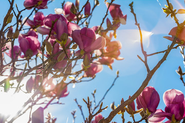Close Up of Magnolia Flower with Orange Flare on Blurred Background.