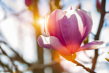 Close Up of Magnolia Flower with Orange Flare on Blurred Background.