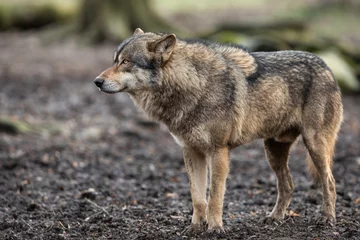 Schilderijen op glas Grey wolf in the forest © AB Photography