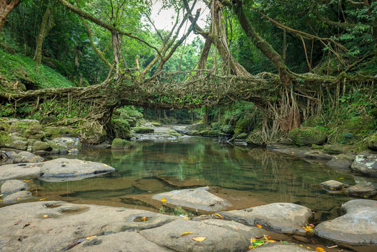 Fototapeta Living Root Bridge handmade from the aerial roots of rubber fig trees (Ficus elastica) by the Khasi and Jaintia peoples  Meghalaya, India