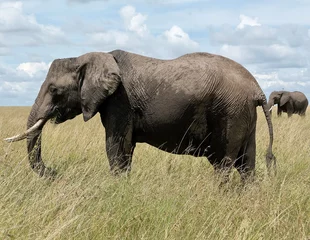 Fotobehang Elefantes en la sabana. © Arantxa