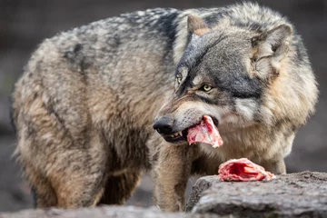 Schilderijen op glas Grey wolf eating meat in the forest © AB Photography