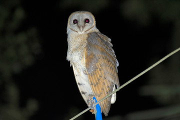 Barn owl, Daudpur, Egra, Purba Medinipur, West Bengal, India