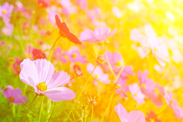 Flower garden and the light of the sun