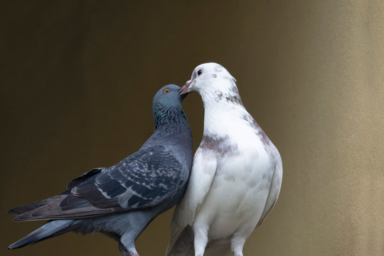 White and grey pigeon, Daudpur, Egra, Purba Medinipur, West Bengal, India