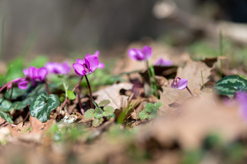 Clouse-up of spring blooms of pink cyclamens  in the forest. Primroses. . Cyclamen hederifolium ( ivy-leaved cyclamen or sowbread ) selective focus, copy space