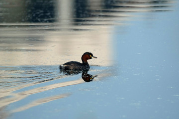 Little grebe, Tachybaptus ruficollis, Rajarhat, New Town, Kolkata, West Bengal, India