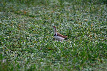 Pheasant tailed Jacana, Hydrophasianus chirurgus, Rajarhat, New Town, Kolkata, West Bengal, India