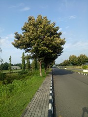 views of trees alongside the road. the street is quiet. cool street. beautiful street.