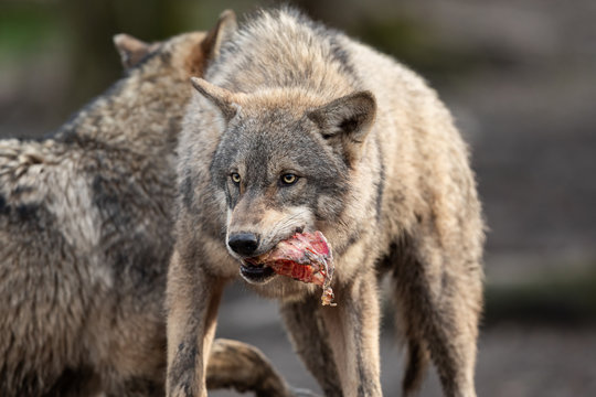 Grey wolf eating meat in the forest