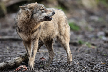 Grey wolf in the forest © AB Photography