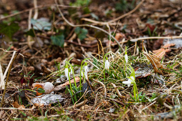 Frühling,garss,natur,garten,schneeglöckchen