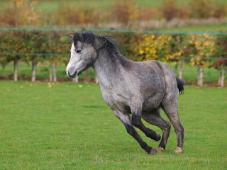 Obraz na płótnie Canvas Welsh Pony At Liberty