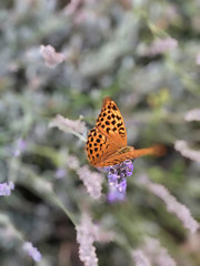 soft focus on orange butterfly sitting on lavender