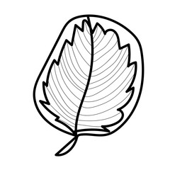The vector leaf of the Calathea hand drawn. Tropical and botanical illustration black line art on a white isolated background. Design for web,social networks,textiles,stickers, cards, packaging.