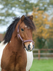 Fototapeta premium Overweight Pony