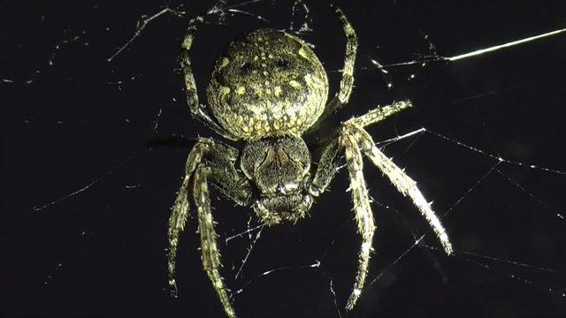 Spaltenkreuzspinne (Nuctenea umbratica)