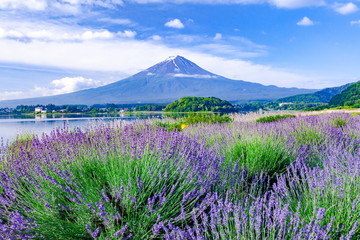 Fototapeta na wymiar 富士山とラベンダー、山梨県富士河口湖町大石公園にて