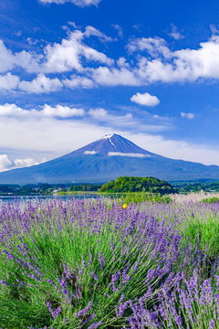 富士山とラベンダー、山梨県富士河口湖町大石公園にて