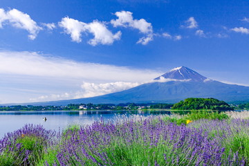 富士山とラベンダー、山梨県富士河口湖町大石公園にて