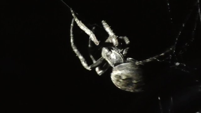 Spaltenkreuzspinne (Nuctenea umbratica)