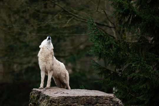 Howling Of White Wolf In The Forest