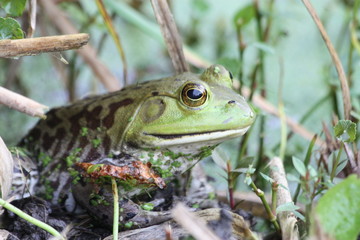 toad