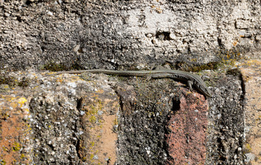 small lizard