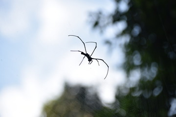 spider