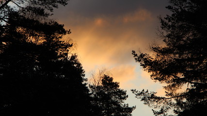 contrasting silhouettes of trees against a bright cloudy sky at sunrise