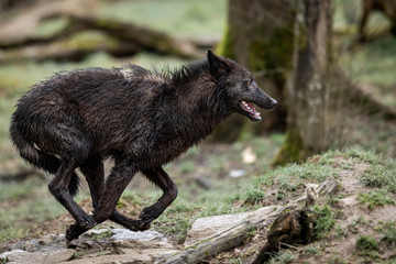 Timberwolf running in the forest