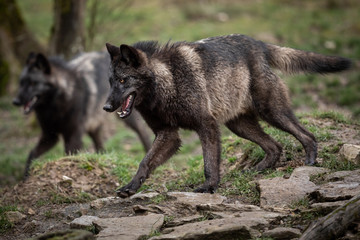Obraz premium Timberwolf running in the forest