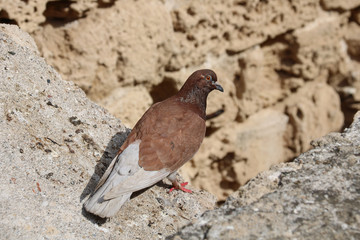 brown and grey pigeon isolated on rocks
