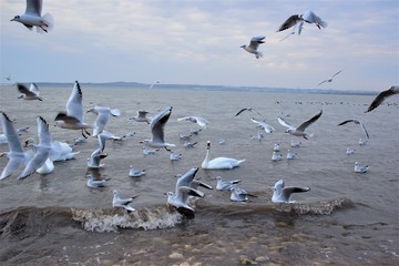 swans gulls