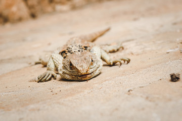 close portrait of a reptile widespread in greece