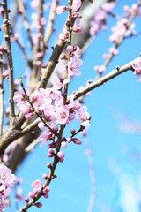 桃の花