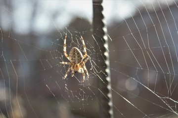 spider window