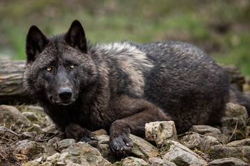 Timberwolf in the forest