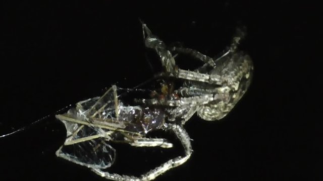 Spaltenkreuzspinne (Nuctenea umbratica)