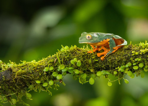 Cruziohyla Calcarifer の画像 175 件の Stock 写真 ベクターおよびビデオ Adobe Stock