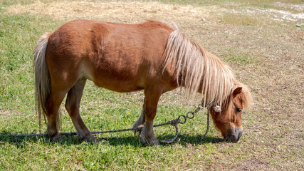 brown pony eating from the grass