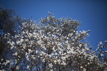  Spring blooming magnolia in a botanical garden against a blue sky