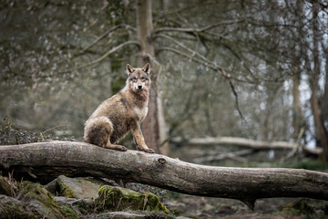 Obraz premium Grey wolf on the tree